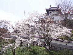 春の福知山城