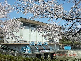 法川排水機場と桜