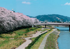 足羽川の桜堤