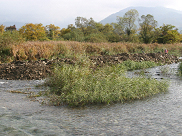 フラッシュ放流前