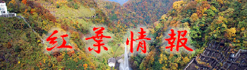 九頭竜川ダム、真名川ダム紅葉情報