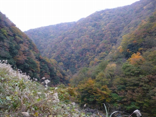 �������񉁒�