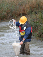 �����̖͗l