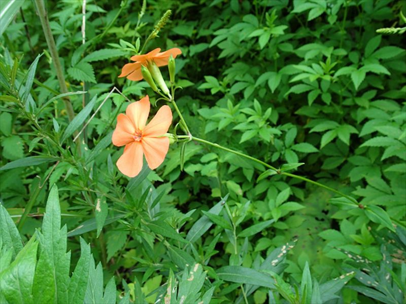 フシグロセンノウの写真