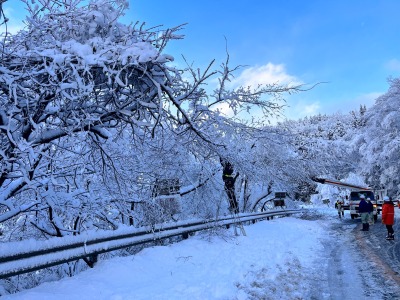 2023年1月大雪 倒木処理