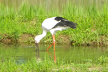 兵庫県立コウノトリの郷公園