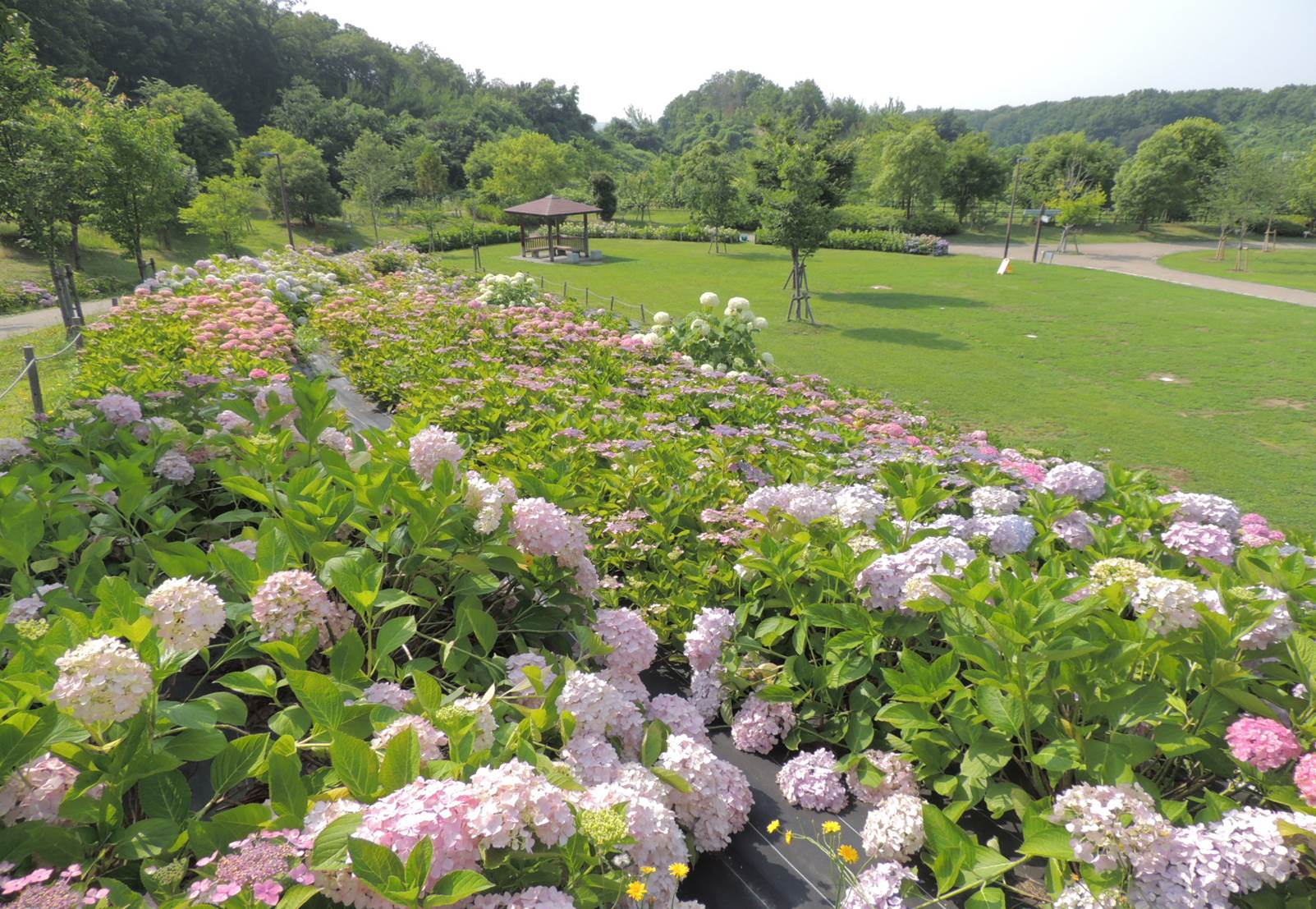 野外活動広場