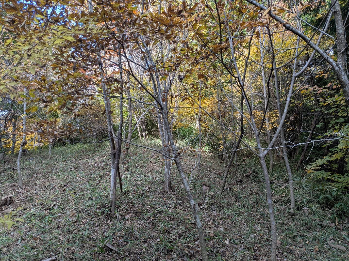 �����̗l�q(�ʐ^)