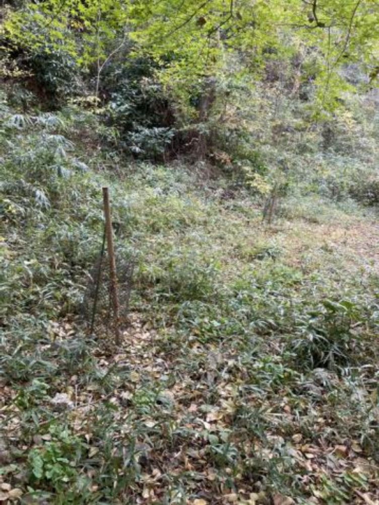 �����̗l�q(�ʐ^)