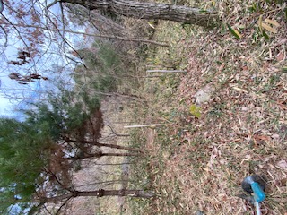 �����̗l�q(�ʐ^)