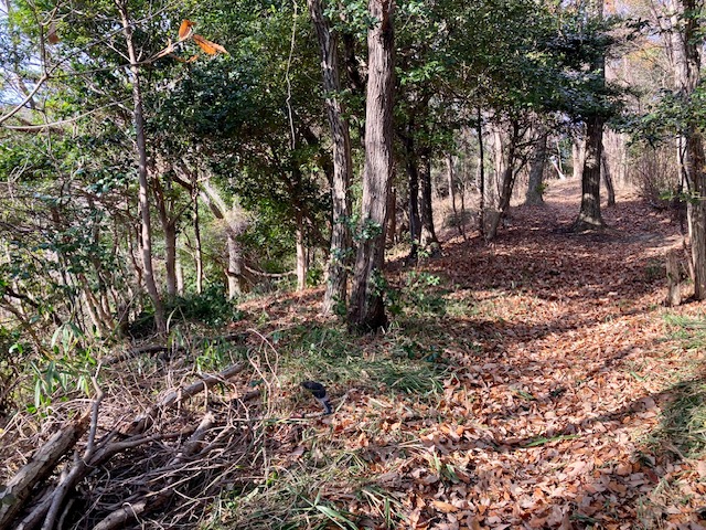 �����̗l�q(�ʐ^)