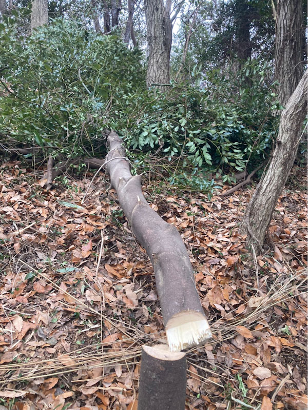 �����̗l�q(�ʐ^)