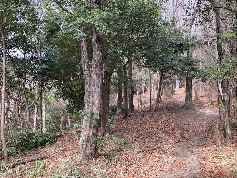 �����̗l�q(�ʐ^)