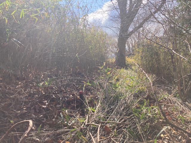 �����̗l�q(�ʐ^)