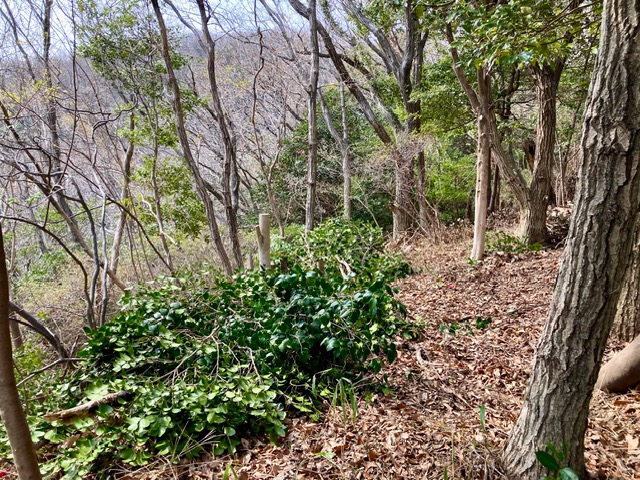 �����̗l�q(�ʐ^)