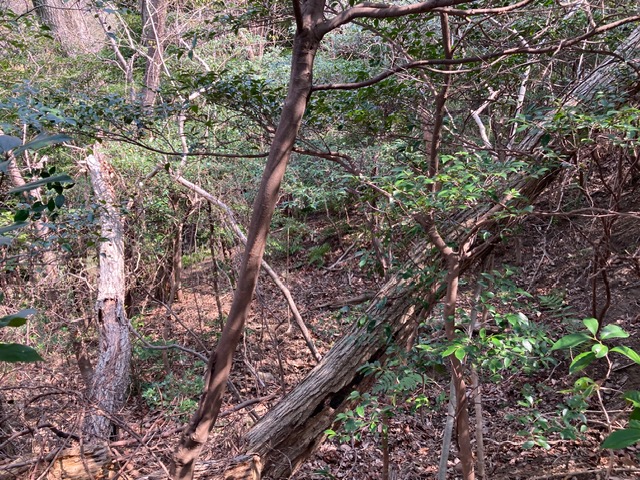 �����̗l�q(�ʐ^)