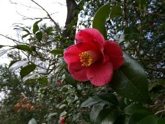 �����̗l�q(�ʐ^)