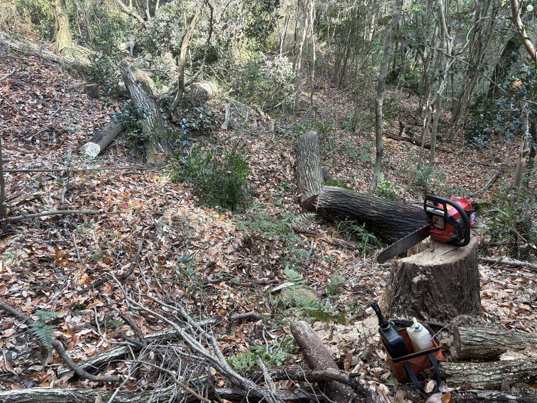 �����̗l�q(�ʐ^)