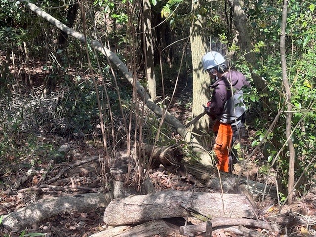 �����̗l�q(�ʐ^)