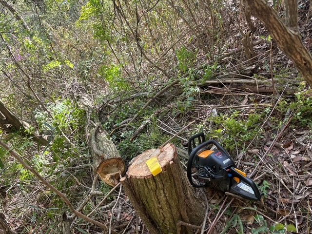 �����̗l�q(�ʐ^)