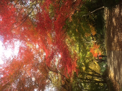 �����̗l�q(�ʐ^)