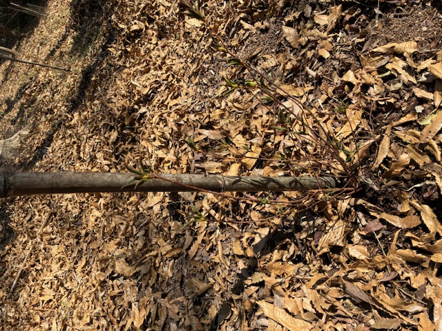 �����̗l�q(�ʐ^)