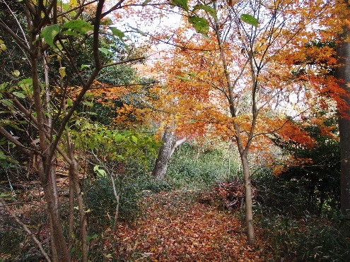 �����̗l�q(�ʐ^)