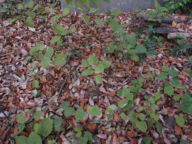 �����̗l�q(�ʐ^)