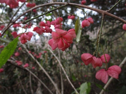 �����̗l�q(�ʐ^)