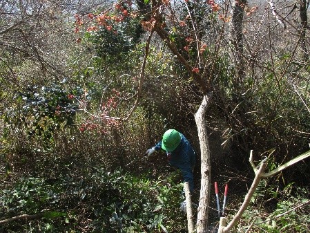 �����̗l�q(�ʐ^)