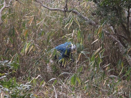 �����̗l�q(�ʐ^)