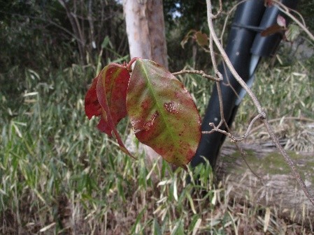 �����̗l�q(�ʐ^)