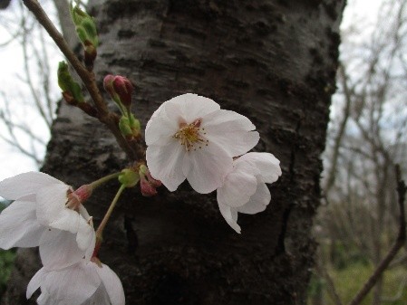 �����̗l�q(�ʐ^)