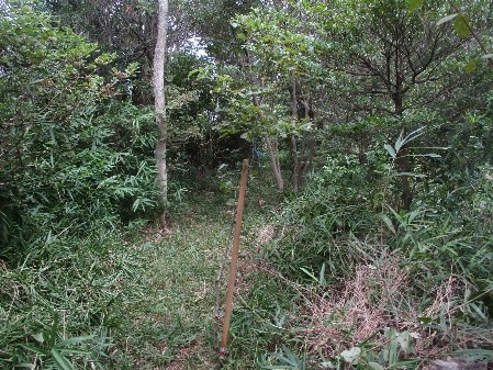 �����̗l�q(�ʐ^)