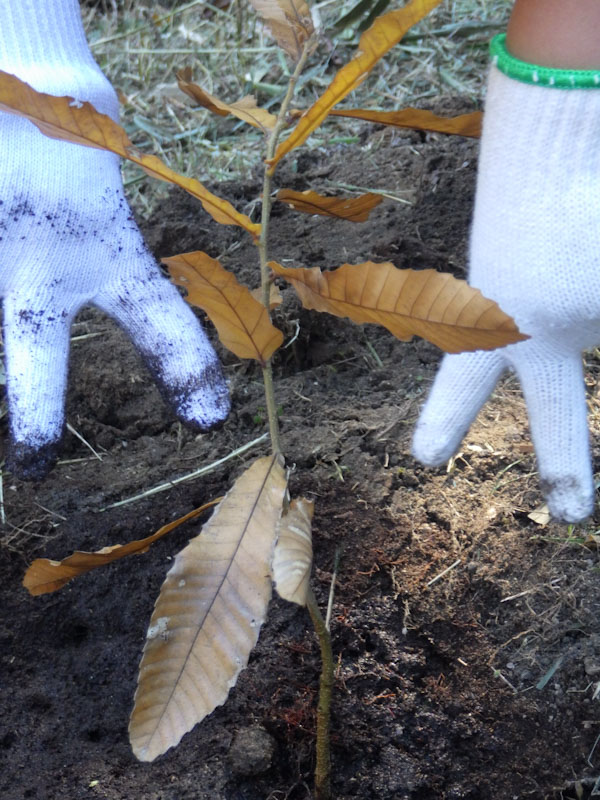 �v���O�����̗l�q