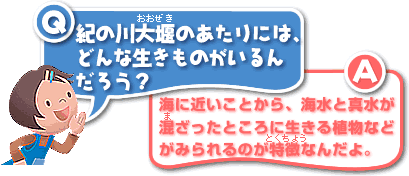 Q／紀の川大堰のあたりには、どんな生きものがいるんだろう？A／海に近いことから、海水と真水が混ざったところに生きる植物などがみられるのが特徴なんだよ。