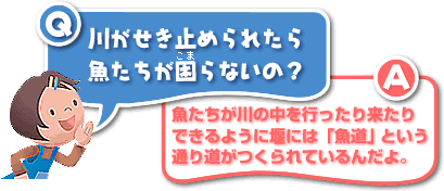 Q／川がせき止められたら魚たちが困らないの？A／魚たちが川の中を行ったり来たりできるように堰には「魚道」という通り道がつくられているんだよ。