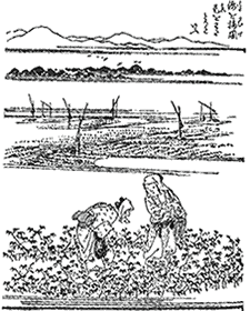 �ȓE�݂̂悤��