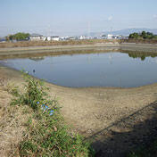 菩提仙川・大将軍池