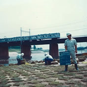 高水敷に鹿の子芝で補強<br>(西除川合流点)