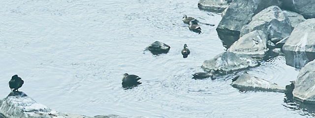 大石地区における環境保全の取り組みへのリンク画像